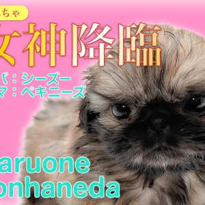【 MIX 】シーズとペキニーズから誕生したおっとりマイペースな鼻ぺちゃ女神!
