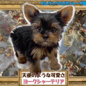 SWAROVSKI - せっきぃ★美品★SWAROVSKIクリスタル★ヨークシャーテリア 子犬 せっきぃ様専用☆美品☆SWAROVSKIクリスタル☆ヨークシャー