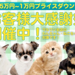 【 お客様大感謝祭 】可愛いわんにゃんをお迎えする為のプレゼント企画!