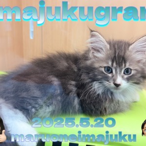 ペルシャ 】猫の王様ならぬプリンセス系美形ペルシャ
