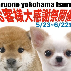 【世界にひとつ】一閑張り　赤　おめでたい　　カラフル　こま犬 豆柴 】情熱の赤を身に纏った最小クラスのサイズをもつ小柄な
