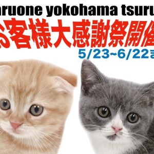 【 お知らせ 】お客様大感謝祭!マルワン横浜鶴見店に在店している猫ちゃんをご紹介!