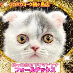 サマーシリーズ、被るだけマリンカラー(ピンクストライプ)わんちゃん猫ちゃん用 サマーシリーズ、被るだけマリンカラー(ピンクストライプ)わん