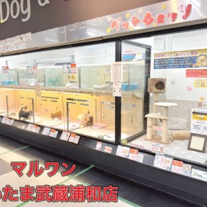 【 店舗紹介 】しつけに強いお店！安心と笑顔が広がるさいたま武蔵浦和店