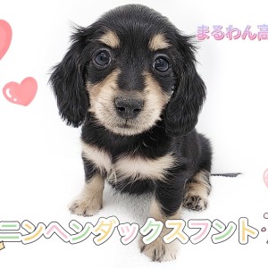 【 カニンヘンダックスフント 】ダックス最小サイズ!ラブリーな童顔をもった女の子