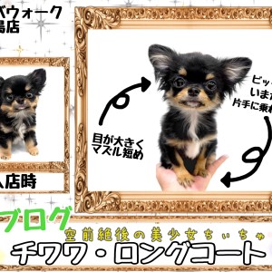 チワワ 】いまだに片手乗りサイズ！？チワワちゃんはさらに