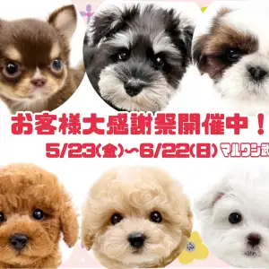 【 お知らせ 】お客様大感謝祭開催中!マルワン武蔵浦和店の子犬をご紹介
