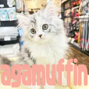 【 ラガマフィン 】圧倒的毛量と愛らしさが魅力の超美猫が横浜元町店にやってきた!
