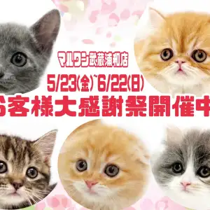 【 お知らせ 】お客様大感謝祭開催中！マルワン武蔵浦和店の子猫をご紹介！