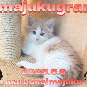 【 イマジュクグラム 】クリームタビーが美しいノルウェージャンの女の子降臨!