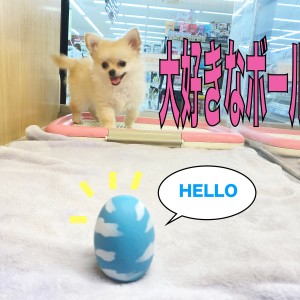 【 チワワ 】大好きなボールで大ハッスル!そのあとはへそ天でグーグー寝る!