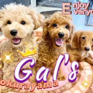 【 GAL’s 】社交性抜群の女の子達!楽しく遊びながら犬社会をお勉強中!