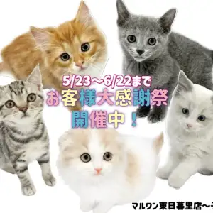 【 お知らせ 】お客様大感謝祭開催中！東日暮里店に在店中の子猫全頭をご紹介！