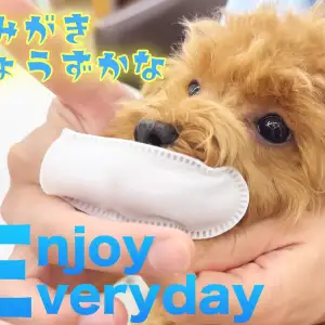 【 トイプードル 】歯が抜けたぷーこちゃん!歯磨きトレーニングスタート!