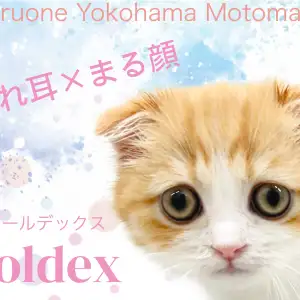 【 フォールデックス 】スコ×エキゾの希少種!魅力凝縮のたれ耳王子登場!