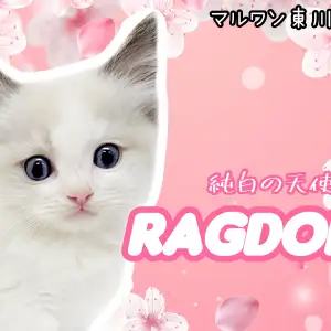 【 ラグドール子猫 】純白の天使降臨！マイペースな性格のパーフェクトキャット！