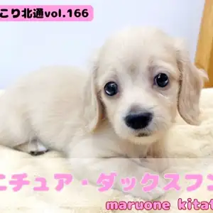 【 ほっこり北通vol.166 】北戸田店にドクターイエロー登場!?注目人気犬種