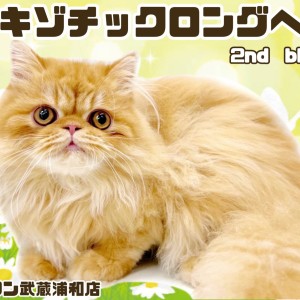 【 エキゾチック 】注目すべきは目と鼻の最強黄金配置!希少なロングヘアの男の子!