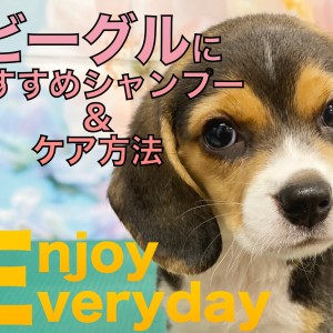 【 ビーグル 】ビーちゃんとの生活をもっと快適に!おすすめシャンプー&ケア方法!