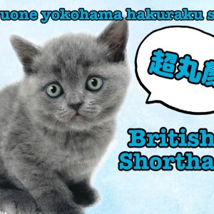 【 ブリティッシュショートヘア 】超丸顔の甘えん坊が登場!
