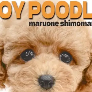 【 トイプードル 】おもちゃより人が大好き!アプリコットカラーの甘えん坊な女の子