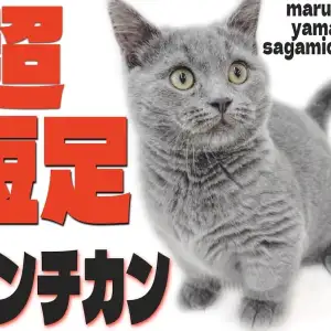 マンチカン マンチカン 】丸みと超短足！毛色に体型と個性豊かな甘えん坊猫