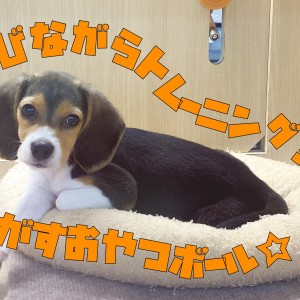 【 ビーグル 】遊びながらトレーニング!転がすおやつボールのススメ!!
