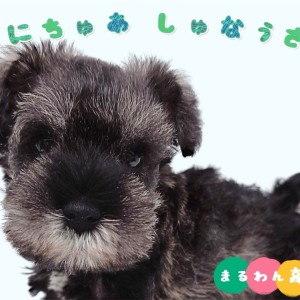 【 ミニチュアシュナウザー 】超甘えん坊な性格に甘いお顔の男の子が杉並区に登場!