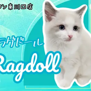 【 ラグドール 】イケメン確定!美猫の代表格ラグドールの男の子が登場!