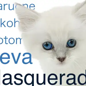 【 ネヴァマスカレード 】ブルーアイの貴公子が横浜元町に登場!