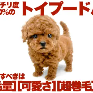 【 トイプードル 】濃厚さ桁違いの燃えるようなレッドカラーのハイスペ男子!