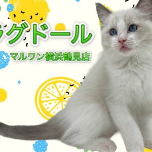 【 ラグドール 】美形にゃんこ!人懐こさ抜群の男の子!