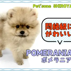 【 ポメラニアン 】癒されること間違いなし!悶絶級に可愛いポメちゃん降臨