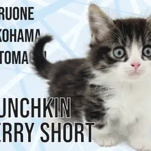 【 マンチカン 】短足×長毛!横浜元町の心に寄り添うマンチちゃん!