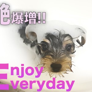 【 ヨークシャーテリア 】初シャンプーで艶爆増!!水も滴る良いヨーキー!