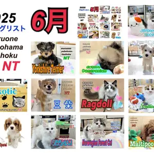 【 ブログリスト 】マルワン横浜 港北NT店6月のブログ記事まとめ