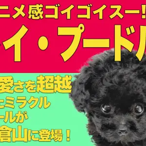 【 トイプードル 】アニメの世界から飛び出してきたミラクルガール!