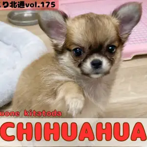 【 ほっこり北通vol.175 】手乗りサイズのロングコートチワワが戸田市に登場
