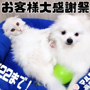 【 お知らせ 】6/22まで開催!マルワン高井戸店お客様大感謝祭!後半戦に突入!