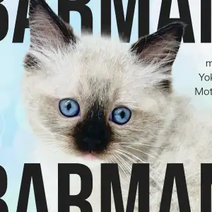 【 バーマン 】横浜元町で出会う神秘の猫は、理想的なファミリーキャットでした!