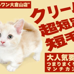 マンチカン様　黒　Lサイズ マンチカンの子猫販売 ブリーダーの出産情報 猫専門ペットショップ