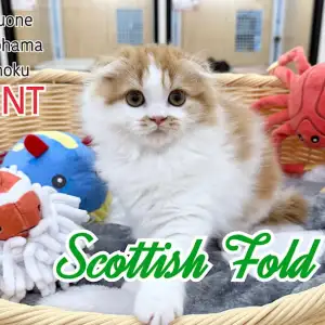 【 スコティッシュフォールド 】生後3ヶ月、スコちゃんの成長記録、第2弾
