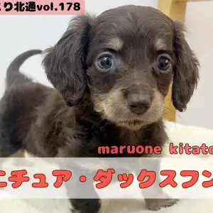 【 ほっこり北通vol.178 】愛らしい胴長短足ボディのおっとりプリンセス入店