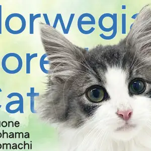 【 ノルウェージャンフォレストキャット 】横浜元町に美しすぎるノルちゃん登場!