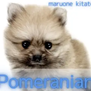 【 ポメラニアン 】童顔たぬき顔ポメマニアの方集合!最強に可愛いポメラニアン入店