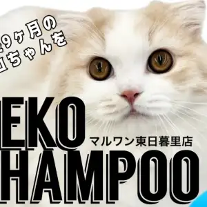 【 猫シャンプー 】生後9ヵ月の長毛スコちゃんを猫美容のプロがビフォーアフター!