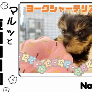 【 マルっと東川口日和No.19 】片手に収まるコンパクトサイズヨーキー!