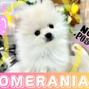 【 ポメラニアン 】優しいクリームカラーと明るさ100%の癒しパワーの男の子!
