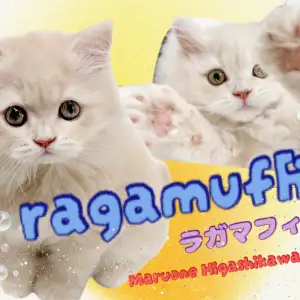 【 ラガマフィン 】優しさ溢れるクリームカラー!おっとりまったり癒し系キャット!