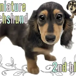 【 ミニチュアダックス 】シルバーダップルの男の子は超マイペースな癒しの性格!